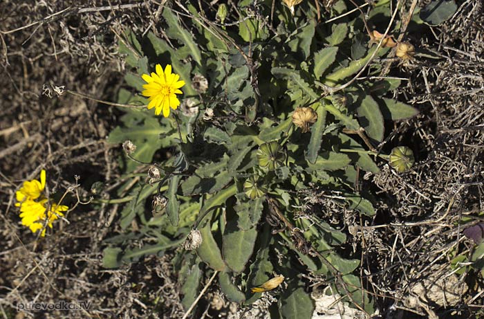��������� ������������� (Reichardia picroides)