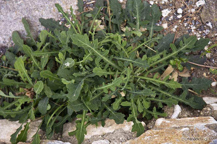 ��������� ������������� (Reichardia picroides)