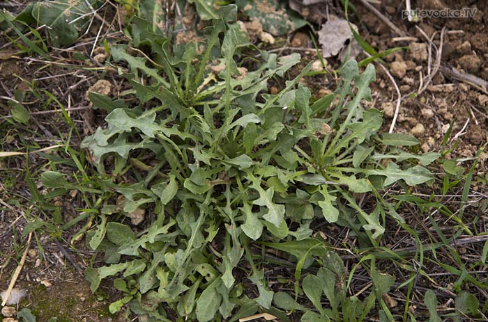 �������� ���� ��������� (Taraxacum)