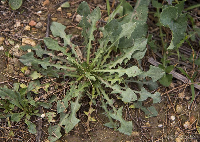 �������� ���� ��������� (Taraxacum)