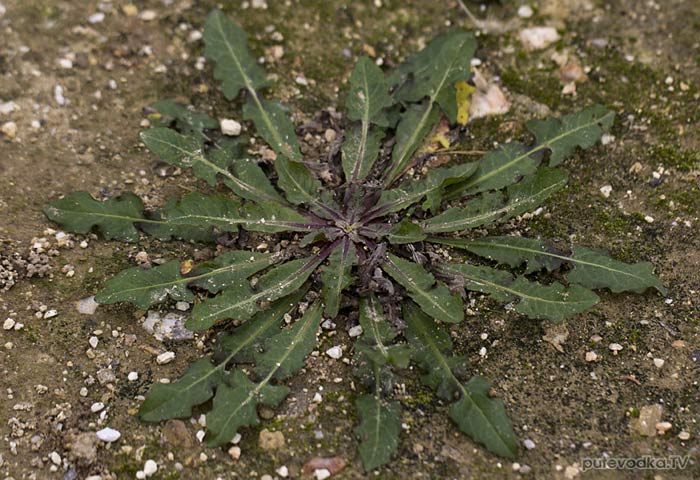 �������� ��������� ������������� (Asteraceae)