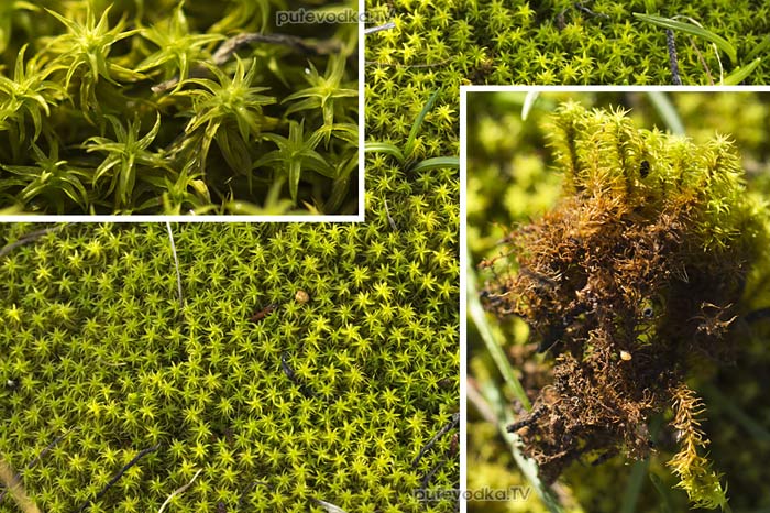 Мох (Bryophyta) Мох (Bryophyta)