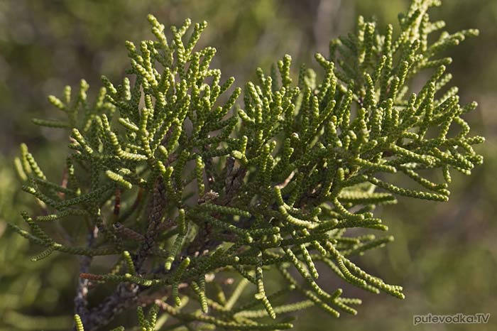 Можжевельник красноплодный (Juniperus phoenicea) Можжевельник красноплодный (Juniperus phoenicea)