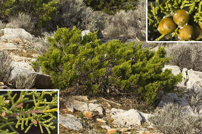 Можжевельник красноплодный (Juniperus phoenicea) Можжевельник красноплодный (Juniperus phoenicea)
