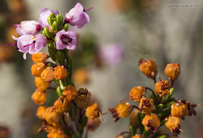 Эрика пучкоцветная (Erica manipuliflora) Эрика пучкоцветная (Erica manipuliflora)
