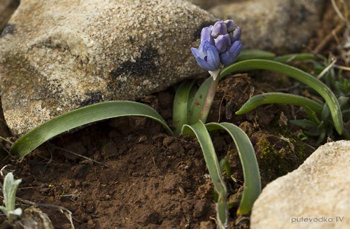 Бельвалия гиацинтовидная (Bellevalia hyacinthoides) Бельвалия гиацинтовидная (Bellevalia hyacinthoides)