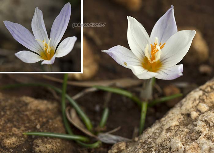Шафран сглаженный (Crocus laevigatus) Шафран сглаженный (Crocus laevigatus)