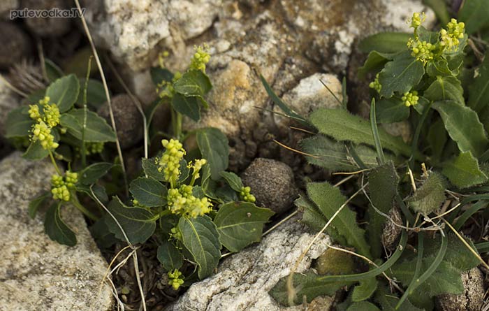 Пролесник однолетний (Mercurialis annua) Пролесник однолетний (Mercurialis annua)