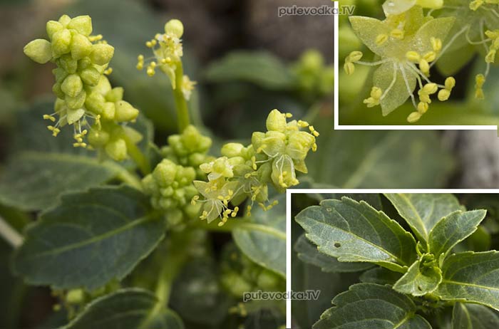 Пролесник однолетний (Mercurialis annua) Пролесник однолетний (Mercurialis annua)