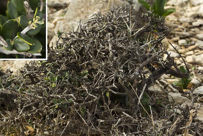Маслина лесная (Olea europaea var. sylvestris) Маслина лесная (Olea europaea var. sylvestris)