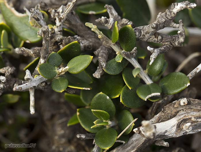 Маслина лесная (Olea europaea var. sylvestris) Маслина лесная (Olea europaea var. sylvestris)
