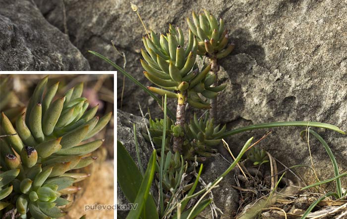 Очиток очитковидный (Sedum sediforme) Очиток очитковидный (Sedum sediforme)