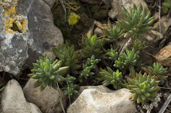 Очиток очитковидный (Sedum sediforme) Очиток очитковидный (Sedum sediforme)