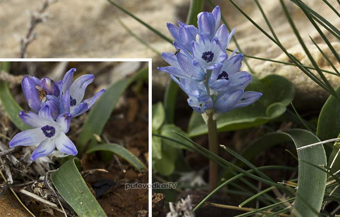 Бельвалия гиацинтовидная (Bellevalia hyacinthoides) Бельвалия гиацинтовидная (Bellevalia hyacinthoides)