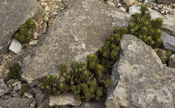 Очиток очитковидный (Sedum sediforme) Очиток очитковидный (Sedum sediforme)