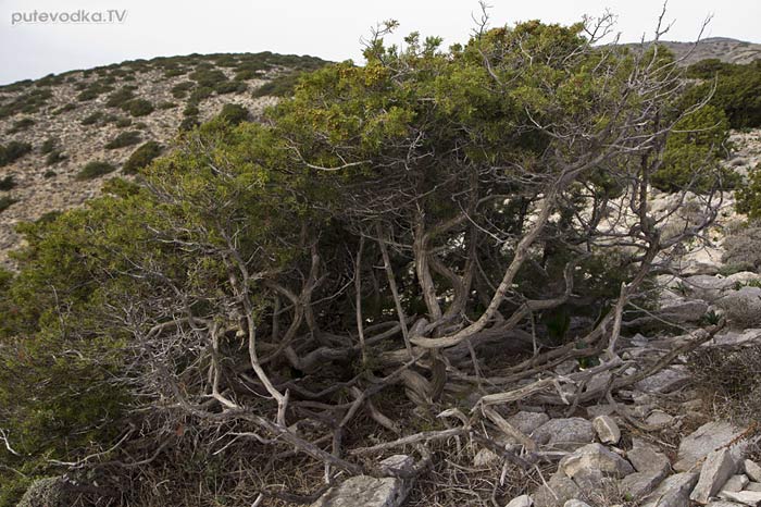 Можжевельник красноплодный (Juniperus phoenicea) Можжевельник красноплодный (Juniperus phoenicea)