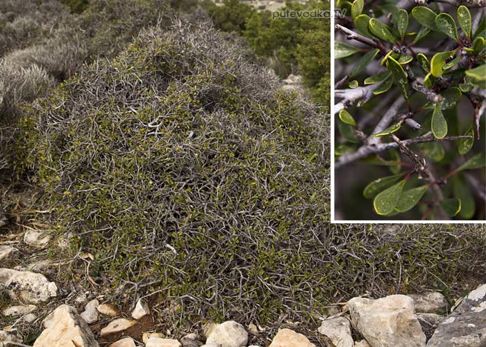 Жостер (Rhamnus lycioides ssp. oleoides) Жостер (Rhamnus lycioides ssp. oleoides)