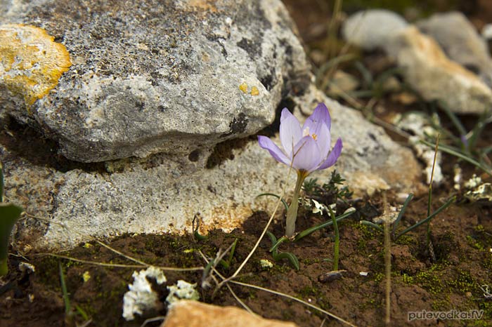 Шафран сглаженный (Crocus laevigatus) Шафран сглаженный (Crocus laevigatus)