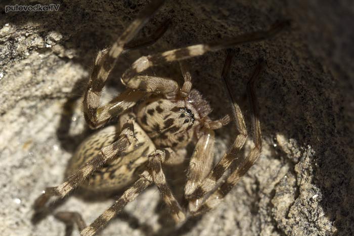 Парос. Паук-волк (Lycosidae). Парос. Паук-волк (Lycosidae).