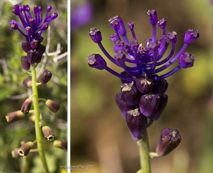 Леопольдия хохлатая (Leopoldia comosa) Леопольдия хохлатая (Leopoldia comosa)