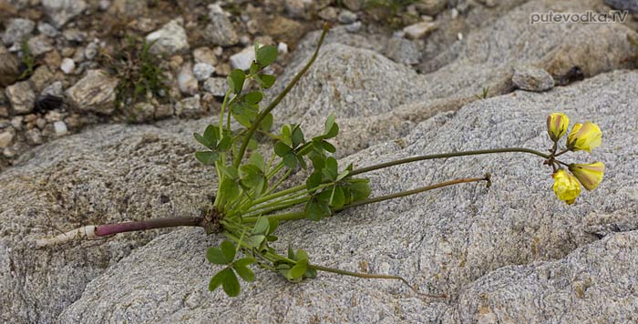 Кислица козья (Oxalis pes-caprae) Кислица козья (Oxalis pes-caprae)