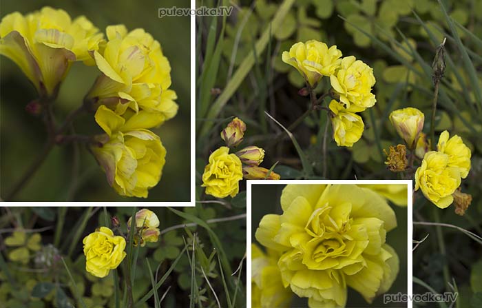 Кислица козья (Oxalis pes-caprae) Кислица козья (Oxalis pes-caprae)