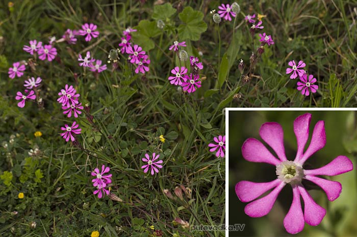 Смолёвка окрашенная (Silene colorata) Смолёвка окрашенная (Silene colorata)
