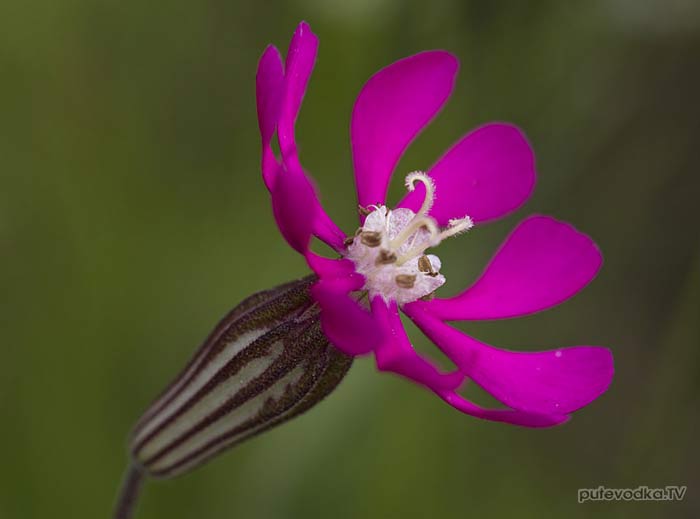 Смолёвка окрашенная (Silene colorata) Смолёвка окрашенная (Silene colorata)
