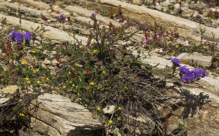 Кермек выемчатый (Limonium sinuatum) Кермек выемчатый (Limonium sinuatum)