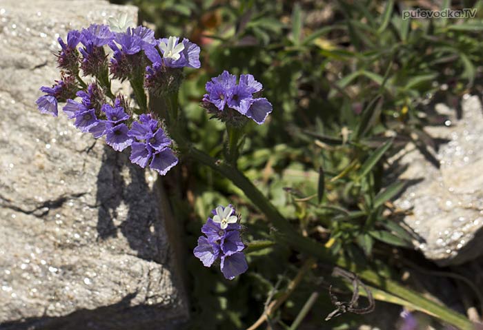 Кермек выемчатый (Limonium sinuatum) Кермек выемчатый (Limonium sinuatum)