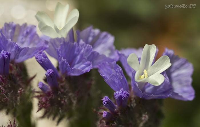 Кермек выемчатый (Limonium sinuatum) Кермек выемчатый (Limonium sinuatum)