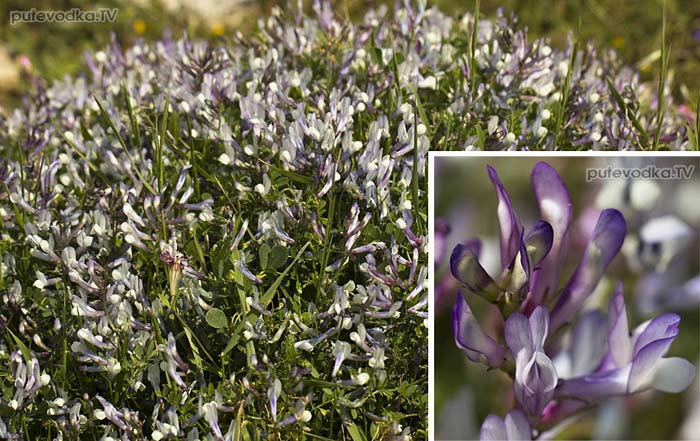 Горошек критский (Vicia cretica ssp. aegaea) Горошек критский (Vicia cretica ssp. aegaea)