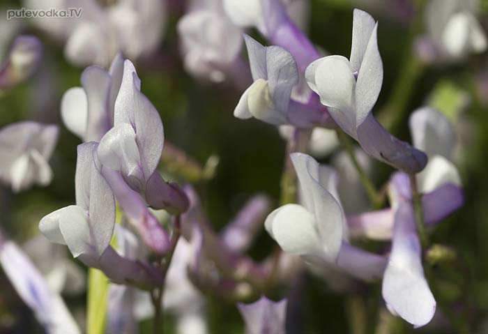 Горошек критский (Vicia cretica ssp. aegaea) Горошек критский (Vicia cretica ssp. aegaea)