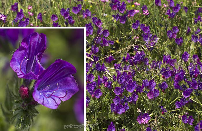 Синяк подорожниковый (Echium plantagineum) Синяк подорожниковый (Echium plantagineum)