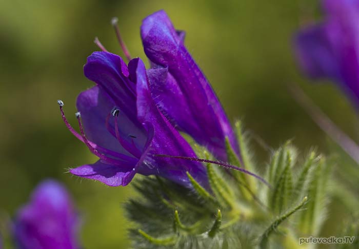 Синяк подорожниковый (Echium plantagineum) Синяк подорожниковый (Echium plantagineum)