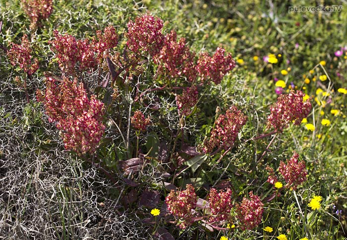 Щавель клубненосный (Rumex tuberosus ssp. creticus) Щавель клубненосный (Rumex tuberosus ssp. creticus)