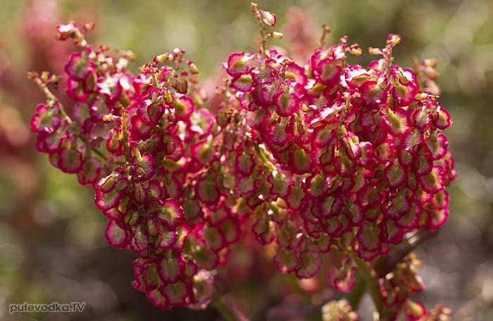 Щавель клубненосный (Rumex tuberosus ssp. creticus) Щавель клубненосный (Rumex tuberosus ssp. creticus)