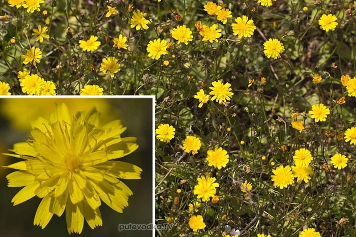 Скерда (Crepis) Скерда (Crepis)