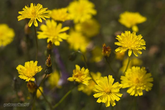 Скерда (Crepis) Скерда (Crepis)