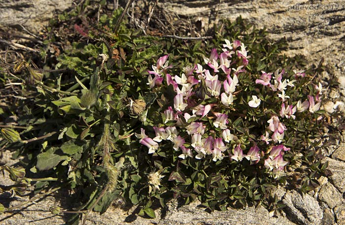 Клевер одноцветковый (Trifolium uniflorum) Клевер одноцветковый (Trifolium uniflorum)