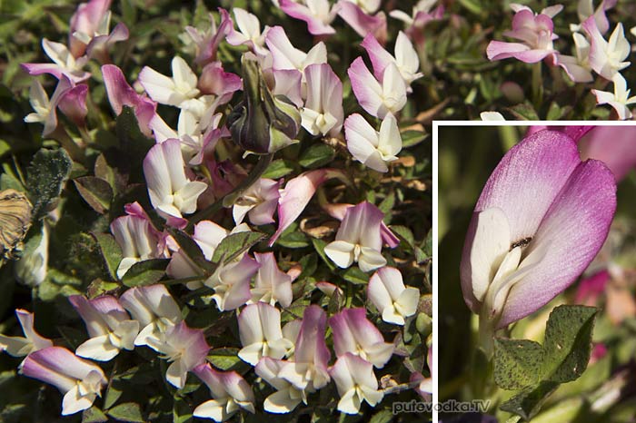 Клевер одноцветковый (Trifolium uniflorum) Клевер одноцветковый (Trifolium uniflorum)