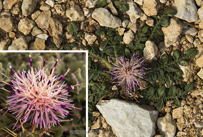 Василёк (Centaurea raphanina ssp. mixta) Василёк (Centaurea raphanina ssp. mixta)