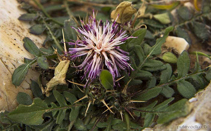 Василёк (Centaurea raphanina ssp. mixta) Василёк (Centaurea raphanina ssp. mixta)