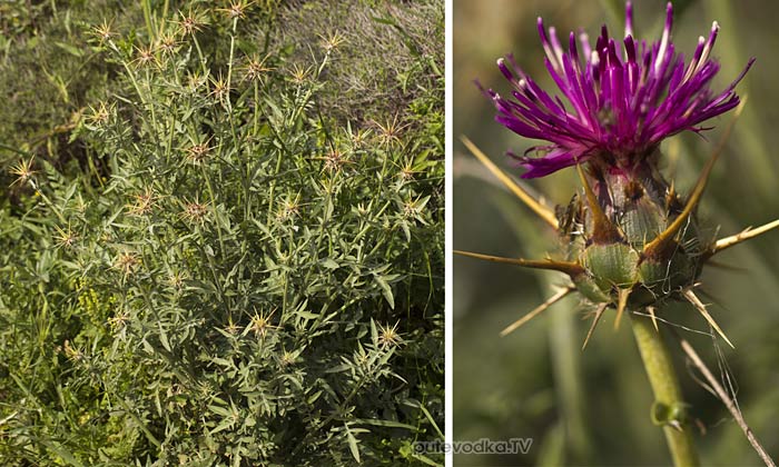 Василёк лаконский (Centaurea laconica) Василёк лаконский (Centaurea laconica)