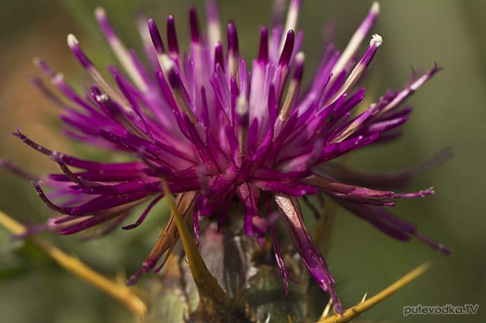 Василёк лаконский (Centaurea laconica) Василёк лаконский (Centaurea laconica)