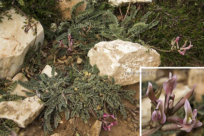 Астрагал (Astragalus spruneri) Астрагал (Astragalus spruneri)