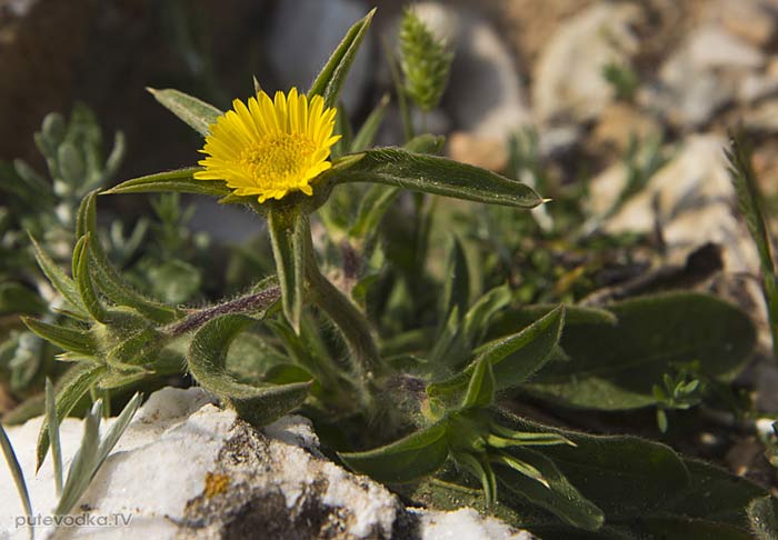 Палленис колючий (Pallenis spinosa) Палленис колючий (Pallenis spinosa)