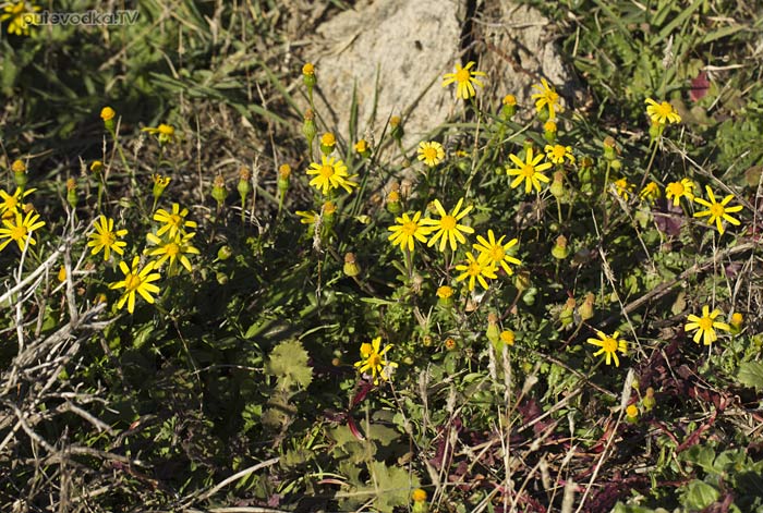 Крестовник нивяниколистный (Senecio leucanthemifolius) Крестовник нивяниколистный (Senecio leucanthemifolius)