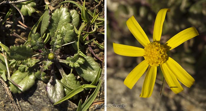 Крестовник нивяниколистный (Senecio leucanthemifolius) Крестовник нивяниколистный (Senecio leucanthemifolius)