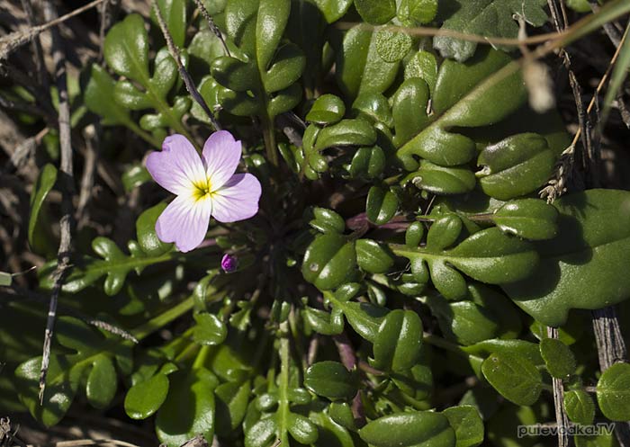 Малкольмия извилистая (Malcolmia flexuosa) Малкольмия извилистая (Malcolmia flexuosa)